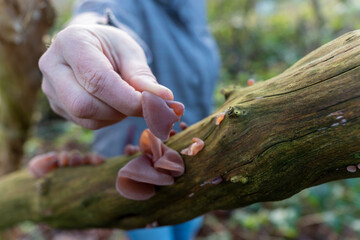 Frau erntet Speisepilze Judasohr Auricularia auricula-judae