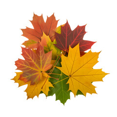 Fototapeta premium Bright Red Yellow and Green Maple Leaves Symbolizing Fall Season