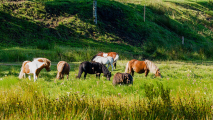 Horses grazing in the lush fields of Suldrup