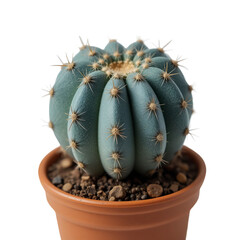 Round Blue Cactus With Spines In A Terracotta Pot On A Transparent Background The Cactus Sits In Soil Composed Of Small Rocks