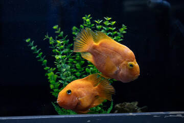Aquatic fish tanks in a fish store