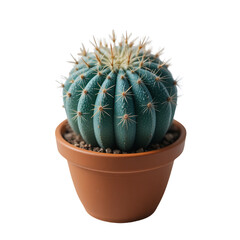 Blue green barrel cactus with white blossoms sits in a small terracotta pot surrounded by soil pebbles transparent