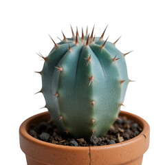 Single Blue Globular Cactus With Brown Thorns In A Terracotta Pot Against A Transparent Background