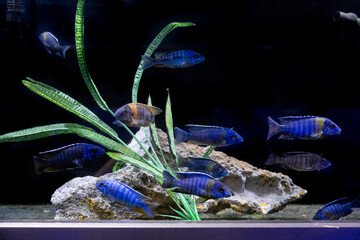 Aquatic fish tanks in a fish store