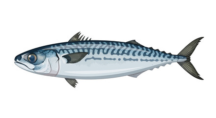 Illustration of a Mackerel Fish A Detailed Depiction of the Marine Creature, Vector Design