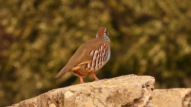 red legged partridge rooster on stone wall 433