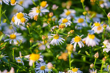White flowers with yellow centers bloom vibrantly in a sunlit field, their petals unfurling gently...