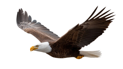 Fototapeta premium Majestic Eagle in Flight: A powerful bald eagle soars gracefully through the air, its wings outstretched in a display of strength and freedom. Capturing the spirit of independence and aerial mastery.