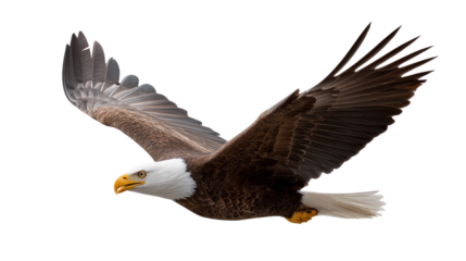 Majestic Eagle in Flight: A powerful bald eagle soars gracefully through the air, its wings outstretched in a display of strength and freedom. Capturing the spirit of independence and aerial mastery.