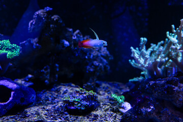Aquatic fish tanks in a fish store