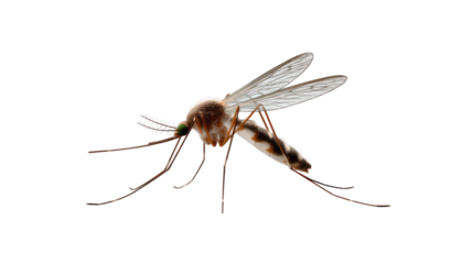 Close-up of a Mosquito: Detailed macro of a mosquito, highlighting its intricate anatomy and delicate wings, capturing a close-up glimpse into the world of this tiny insect.