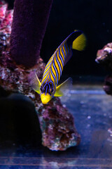 Aquatic fish tanks in a fish store