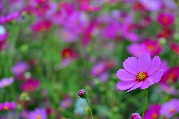 コスモスのピンクと緑のコントラスト