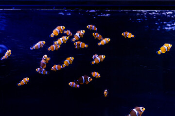 Aquatic fish tanks in a fish store