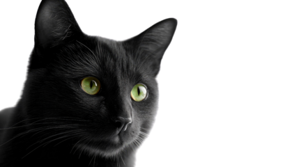 Mysterious Black Cat Portrait: A close-up portrait of a sleek black cat, with captivating green eyes that are the focal point, exudes an air of mystery and feline elegance.