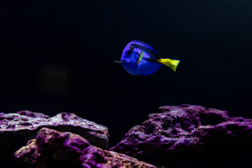 Aquatic fish tanks in a fish store