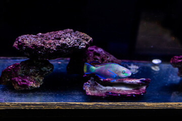 Aquatic fish tanks in a fish store