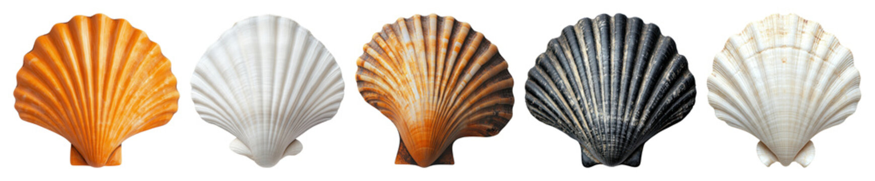 PNG Colorful seashells in a row, element set on transparent background