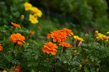 オレンジ色のマリーゴールド