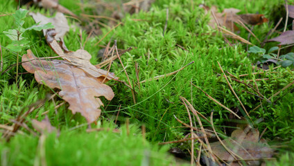 Close-up of vibrant moss with a single oak leaf resting on top. Soft blurred forest background adds depth and natural contrast.