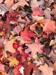 red and yellow maple leaves covering the forest floor
