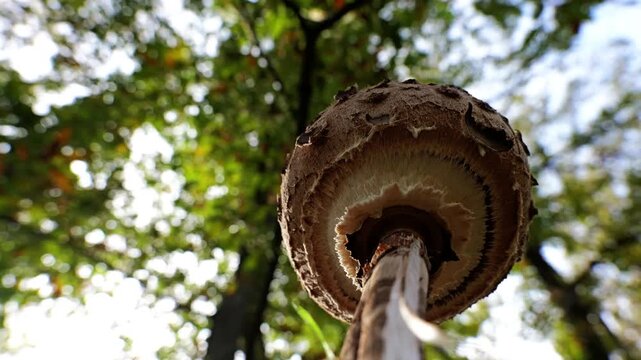 Low angle artistic shot of Macrolepiota procera mushroom in an autumn forest, with rotating branches and sky creating an abstract motion effect.