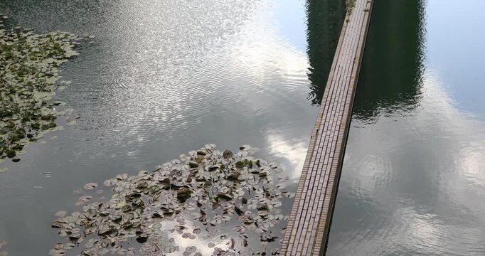 High angle view of lily pads drifting on still water beside a slim brick walkway. Bright sky reflections ripple on the surface, creating a peaceful urban pond mood and quiet balance.