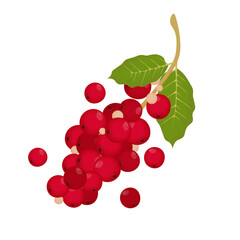 Vector Illustration Logo Clipart Schisandra Berry or Korean Omija Fruits Isolated