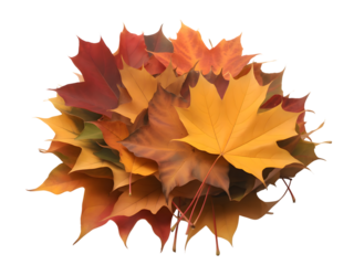 Pile of Colorful Autumn Maple Leaves for Seasonal Decor and Fall Designs Isolated on Transparent Background, Symbolizing Autumnal Equinox, Thanksgiving and Holiday Festivities