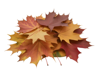 Pile of Autumn Maple Leaves Overhead Shot: Warm Tones of Red, Orange, and Yellow on Transparent Background for Seasonal Designs and Overlays, Thanksgiving, Harvest, and Fall Decor Projects