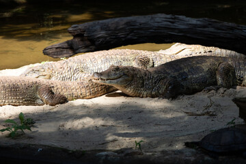 Pantanal alligators sunning themselves on a small beach