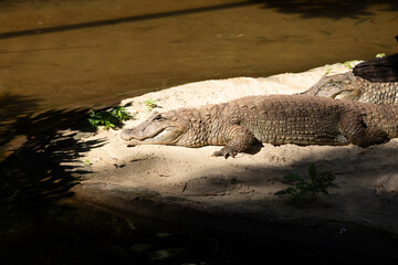 A Pantanal alligator sunning itself on a small beach.