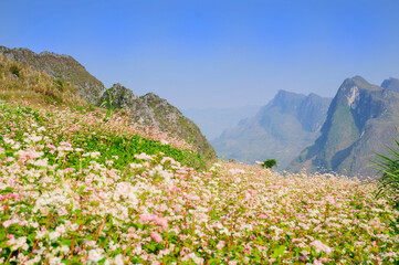 Vast Buckwheat Flower Field under Blue Sky in Ha Giang, Northern Vietnam