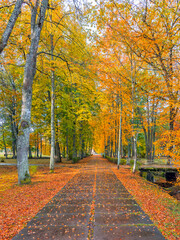 Late autumn in old public park, walking pedestrian alley among golden color trees