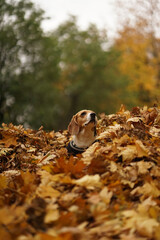 Beagle dog sitting on top of a pile of yellow autumn leaves in the park, looking away, blurred background