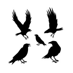Silhouette illustration of five ravens in various poses including standing perched and flying against a creating a stark and mysterious avian scene