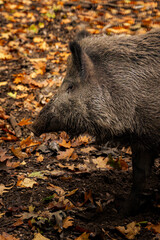 Wildschwein im Wald mit braunem Herbstlaub