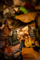 Frosch sitzt im Herbstlaub