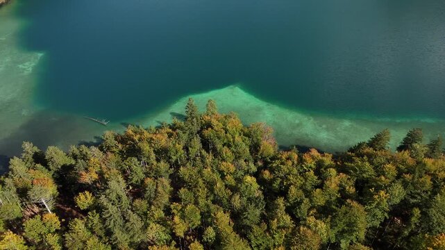 Aerial drone footage flying over a green forest towards the crystal clear turquoise waters of Alpsee Lake in Bavaria, Germany. The sunlight reveals the visible lake bottom and vibrant alpine landscape