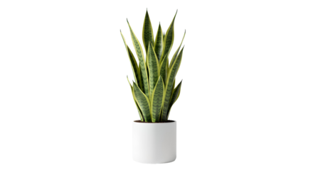 Snake plant in white ceramic pot, isolated on transparent background — ideal for lifestyle visuals, home decor catalogs, and interior mockups.