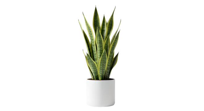 Snake plant in white ceramic pot, isolated on transparent background — ideal for lifestyle visuals, home decor catalogs, and interior mockups. - Powered by Adobe
