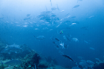 School of bigeye trevally on Koh Tao, Thailand