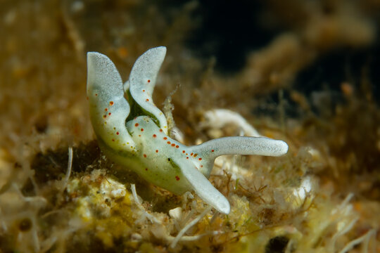 
Elysia Timida Sea Slug in Mediterranean Sea - White Green Sacoglossan Mollusk on Seaweed in Costa Brava Spain Underwater