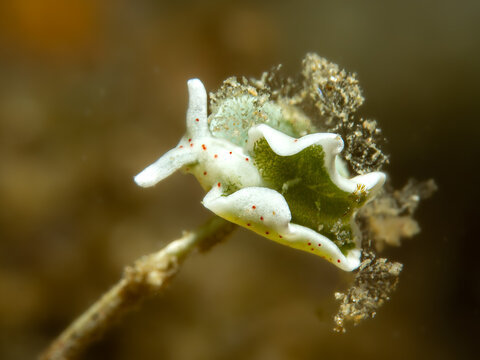 Elysia timida (Sap-Sucking Slug / H&uuml;pfende Samtschnecke / Elysia t&iacute;mida / &Eacute;lysie timide) &ndash; Macro View in Mediterranean Underwater Habitat