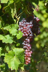 Grappolo d'uva nella vigna