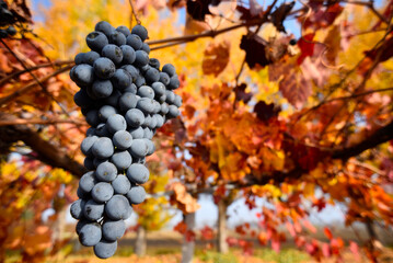 Grappolo d'uva in autunno