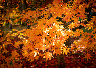 spectacular autumn colours on the trees in Wales UK
