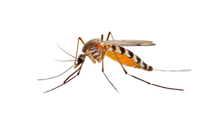 Microscopic Menace: A meticulously detailed image captures the intricate structure of a mosquito, showcasing its delicate wings, probing proboscis, and the potential threat it poses.