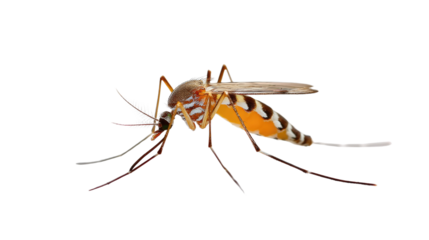 Microscopic Menace: A meticulously detailed image captures the intricate structure of a mosquito, showcasing its delicate wings, probing proboscis, and the potential threat it poses.