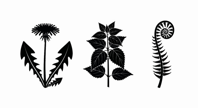 A set of botanical plant silhouettes. Vector icons of a dandelion, stinging nettle, and fern frond. Minimalist black and white graphic illustration
